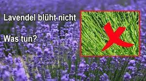 Damit ein lavendel reich blüht und gesund bleibt, sollte man ihn regelmäßig schneiden. Lavendel Bluht Nicht Grunde Ursachen Mein Lavendel Bluht Nicht Was Tun Wann Wie Bluht Lavendel Youtube