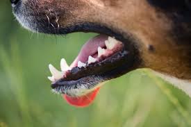 Over the years, working in partnerships with veterinarians, she has grown doggie dental az into a thriving business with appointments in multiple clinics. Nc State Veterinary Hospital Dentistry Nc State Veterinary Medicine