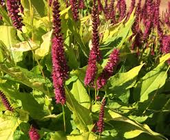 Image result for Persicaria