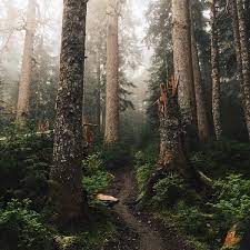 Find over 100+ of the best free forest aesthetic images. Trees Forest Aesthetic Uploaded By Valerie
