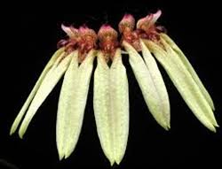 Image result for Bulbophyllum longiflorum