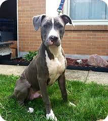 Any dog breed affenpinscher afghan hound africanis airedale terrier akbash akita alapaha blue blood bulldog alaskan klee kai alaskan malamute american bandogge mastiff american bulldog. Dayton Oh Great Dane Meet Luke A Pet For Adoption