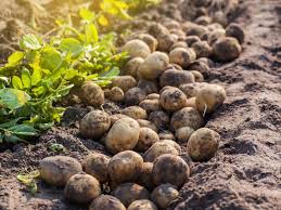 This is actually a myth. Harvesting Potatoes How And When To Dig Up Potatoes