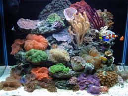 Reef Nano 40 Gls Reef Nano Reef Tank