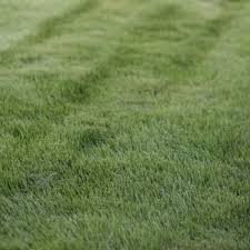 Search companies… san antonio grass. Zoysia Varieties Professionally Installed San Antonio Landscaping