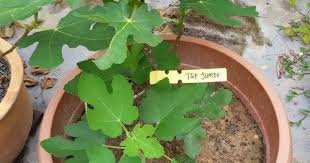 Tgf Jumbo Fig Fig Fig Plant Fig Fruit