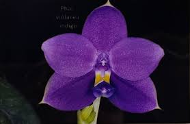 Image result for Indigofera oxalidea