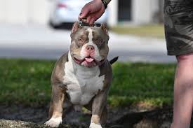 We ship worldwide and have dogs all over the world now. Tri Color American Bully Kennels Venomline Bullies