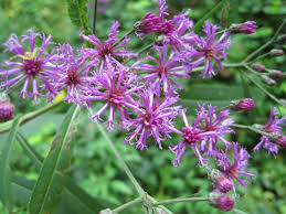 Image result for Vernonia stenocephala