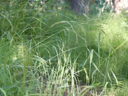 Image result for Bromus