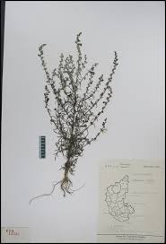 Image result for Micrargeria