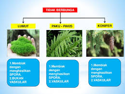 Tanaman yang memiliki nama ilmiah ageratum houstonianum ini adalah tanaman berbunga dari amerika tengah dan meksiko. Sains Kssm Tingkatan 2 Bab 1 Ppt Download