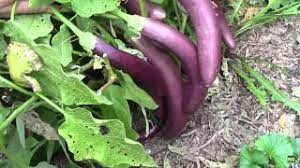 Severe Pruning Of Eggplant In August Leads To Lots Of Eggplants In September Youtube