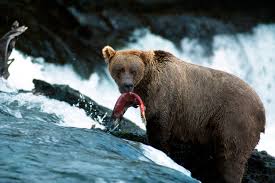 The bears have won nine nfl championships, including one super bowl, and hold the nfl record for the most enshrinees in the pro football hall of fame and the most retired jersey. What To Do If You See A Bear The New Yorker