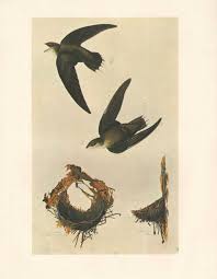 How to get bats or birds out of chimney. Chimney Swift Our Fine Feathered Friends