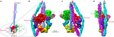 Cryo-Em Structure Of The Inhibited (10S) Form Of Myosin Ii | Nature