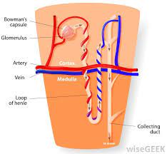 What Is The Renal Tubule With Pictures In 2021 Renal Loop Of Henle Nursing Students