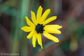 Image result for Rhynchosia holosericea