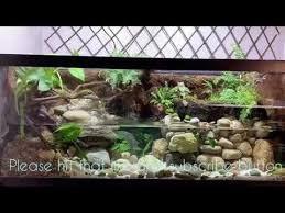 River Stream Paludarium Build Video Youtube River Streaming White Cloud Minnow