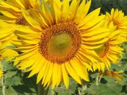 Maybe you would like to learn more about one of these? Top 25 Beautiful Orchid Flowers