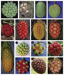 Image result for Pandanaceae