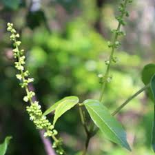 Image result for Allophylus ferrugineus