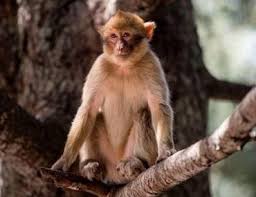Monkeypox virus is an orthopoxvirus, a genus of the family poxviridae that contains other viral species that target mammals. China S First Human To Be Infected With Monkey B Virus Dies Report Business Standard News