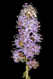 Image result for Selago dinteri