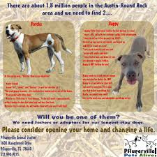 Porche And Happy Need Homes They Have Been In The Shelter System Since March Porche Is Currently In Training And Will B Big Dogs Foster Dog Partners In Crime