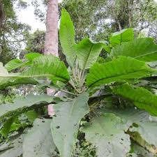 Image result for Vernonia auriculifera