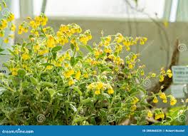 Image result for Hermannia