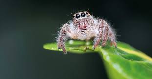 Brandenburg ist reich an seen. Was Krabbelt Denn Da Ich Bin S Die Springspinne Schermbeck Online