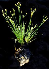 Image result for Bulbostylis pusilla