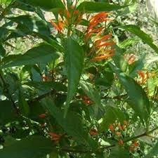 Image result for Justicia incana