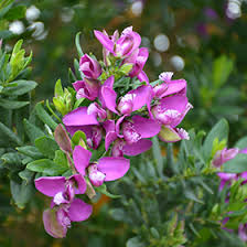 Image result for Polygala myriantha