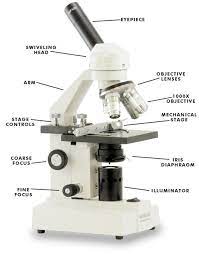 Combined, they control both the focus and quantity of light applied to the specimen. How To Use A Microscope Learn At Home With Hst Learning Center