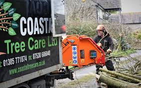 Maybe you would like to learn more about one of these? Tree Services Weymouth Coastal Tree Care