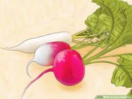 How To Grow Radishes 10 Steps With Pictures Wikihow