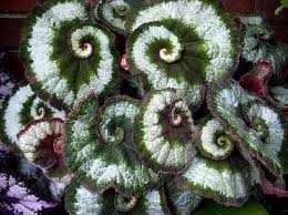 Rex Begonia Begonia Plants Live Plants