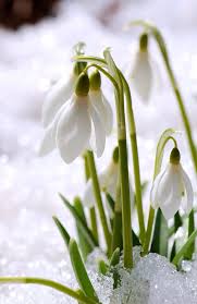 Snowdrops In The Snow Spring Flowers Winter Garden Beautiful Flowers