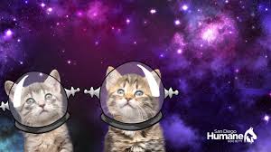 Cats In Space Zoom Background