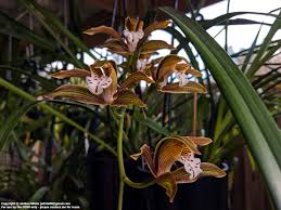 Image result for Cycnium recurvum