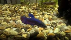 Lethargic, won't eat, losing color!? Is My Female Betta Sick Tropical Fish Forums