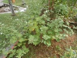 Image result for Urena lobata