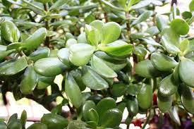 Maybe you would like to learn more about one of these? Jade Plant Money Plant For Good Luck Symbolism Superstition