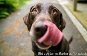 Nasenbluten Beim Hund Ursachen Und Diagnose