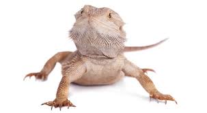The average cost for one is between $100 to $200. How Much Does A Bearded Dragon Cost Species Price Guide Everything Reptiles