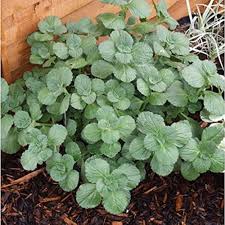 Image result for Coleus caninus