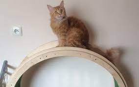 Getting an exercise wheel for your cat may not be a bad idea. Diy Cat Exercise Wheel Easy To Follow Guide Expert S Advice