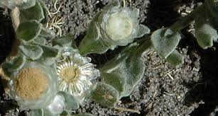 Image result for Helichrysum argyrosphaerum